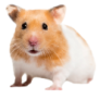 hamster